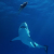 sharking-150x150