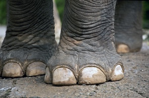 Elephant feet.